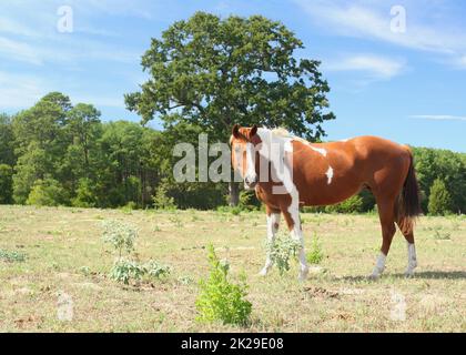 Cheval brun et blanc en pré situé dans l'est rural du Texas Banque D'Images