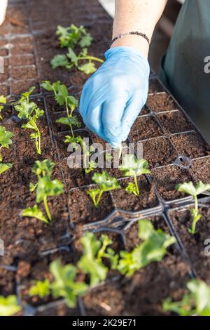 Plantation de pélargonium dans un plateau de pépinière Banque D'Images