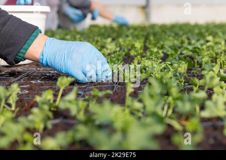 Plantation de semences de pélargonium Banque D'Images