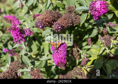 Un papillon, un papillon paon, est assis sur un lilas et profite du soleil. Banque D'Images