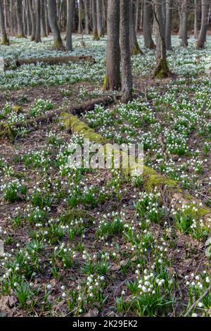 La forêt au début du printemps avec le printemps, Flocon, Vysocina République Tchèque Banque D'Images