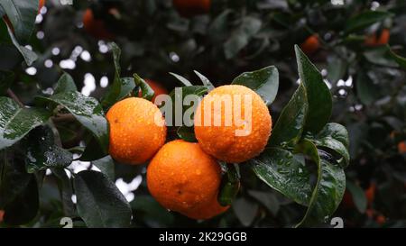 Gros plan de mandarines mûres juteuses en verdure sur les branches d'arbres Banque D'Images