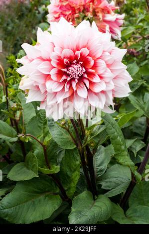 Gros plan de Dahlia Holland Festival une orange et blanc géant décoration ou dîner assiette floraison dahlia et est un gel tendre décidue vivace Banque D'Images