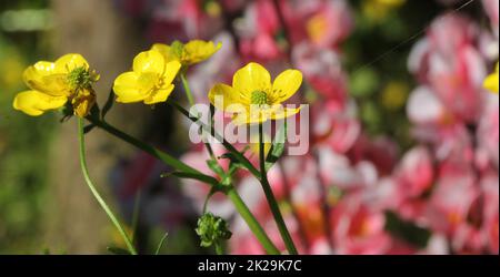 Buttercup jaune de fleur sauvage du Texas Ranunculus bulbosus - Buttercup bulbeux Banque D'Images