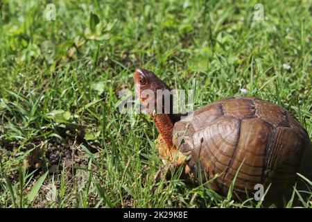 Box Turtle Roaming à travers Yard dans l'est du Texas Banque D'Images