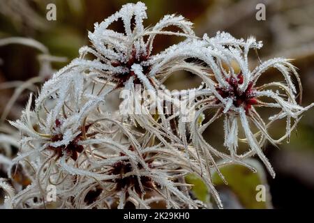 graines de fleurs de clématis congelées après une nuit froide en hiver - submergées de cristaux de glace Banque D'Images