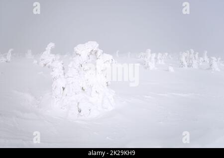 des spruces enneigés formant un conte de fées comme des figures - hydra à trois têtes - sur un temps brumeux et venteux de sommet de colline Banque D'Images