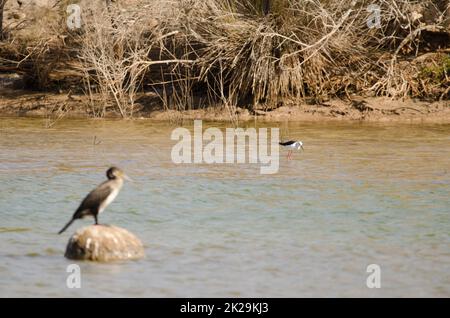 Pilotis à ailes noires à la recherche de nourriture et de grands cormorans au premier plan. Banque D'Images