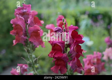 Jardin Snapdragon - Antirrhinum majus fleurit dans un jardin Banque D'Images