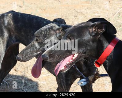 course de lévriers chien rapide animaux domestiques champ chasse au lièvre Banque D'Images