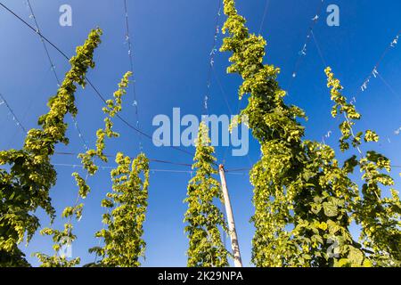 Champ de houblon de Zatec région, République Tchèque Banque D'Images