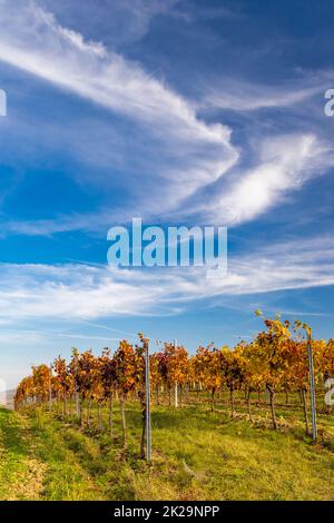 Vignobles près de Dolni Dunajovice dans la région de Palava, Moravie du Sud, République tchèque Banque D'Images