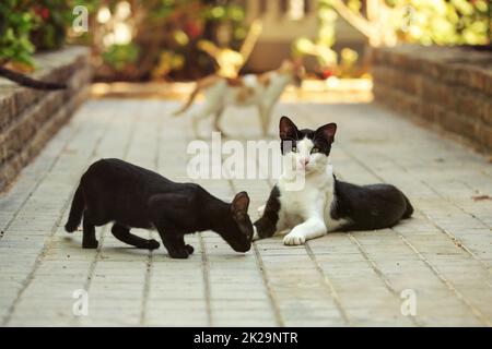 Stray Cats jouant sur le trottoir dans l'hôtel resort. Banque D'Images