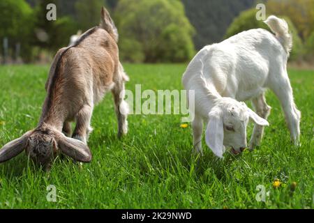 Deux jeunes chevreaux, brun et blanc, le pâturage sur spring meadow. Banque D'Images