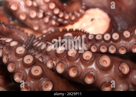 Octopus frais bouilli prêt à manger Banque D'Images