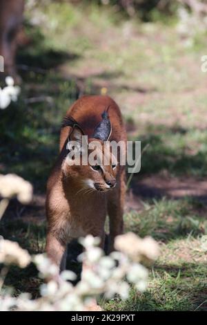 Caracal en Afrique du Sud Banque D'Images