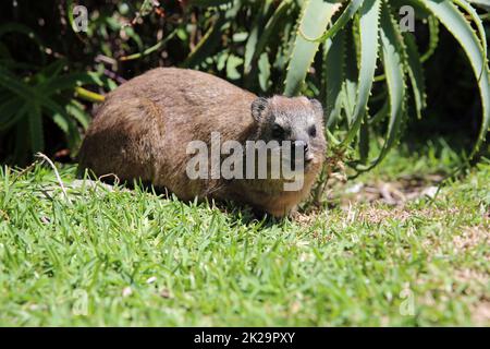 Rock Hyrax ou Rock Dassie en Afrique du Sud Banque D'Images