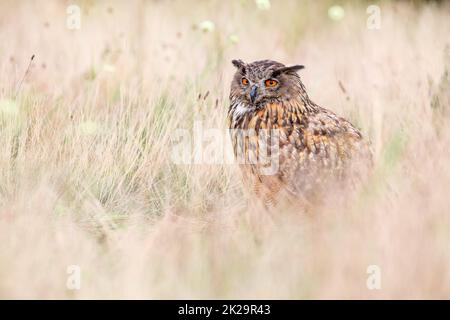 L'aigle-hibou eurasien assis sur la prairie sèche en automne Banque D'Images