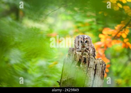 Chouette de Tawny regardant sur la souche dans les bois frais en été Banque D'Images