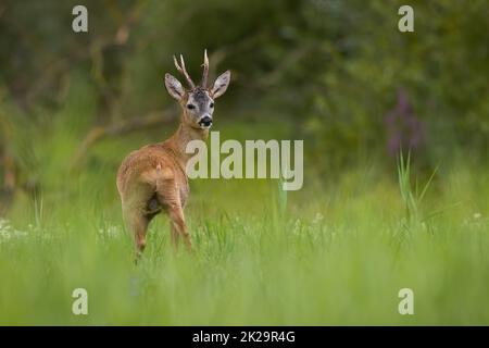 Cerf de Virginie observant sur l'herbe en pleine croissance en été nature Banque D'Images