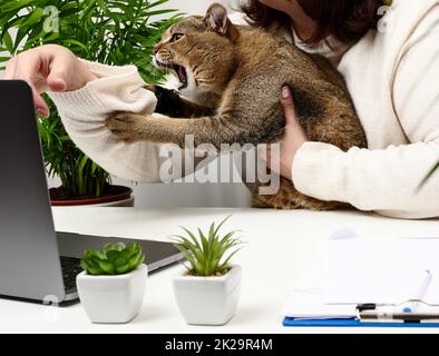 drôle de chat gris adulte empêche le freelance de travailler à l'ordinateur portable. L'animal mord la main. Manque d'attention aux animaux Banque D'Images