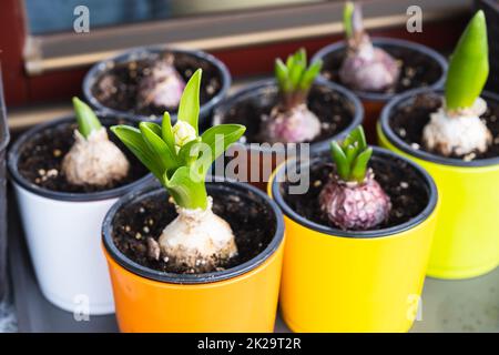 Des bulbes de jacinthe qui poussent dans des pots de fleurs.Fleurs printanières sur le rebord de la fenêtre Banque D'Images