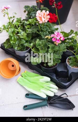 Fleurs de printemps en pots prêts pour la plantation et les outils de jardinage. Banque D'Images