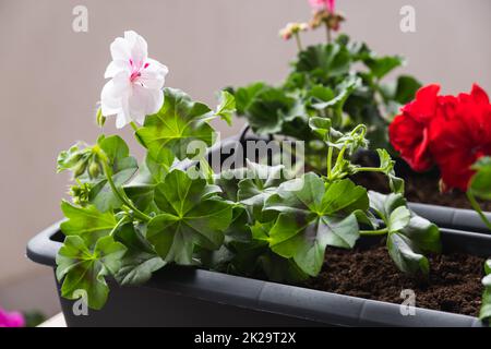 Plantation de fleurs de printemps.Concept de jardinage. Banque D'Images