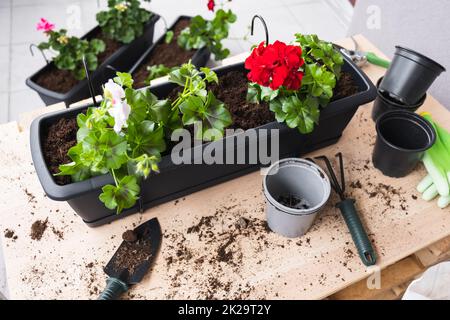 Plantation de fleurs de printemps.Concept de jardinage. Banque D'Images