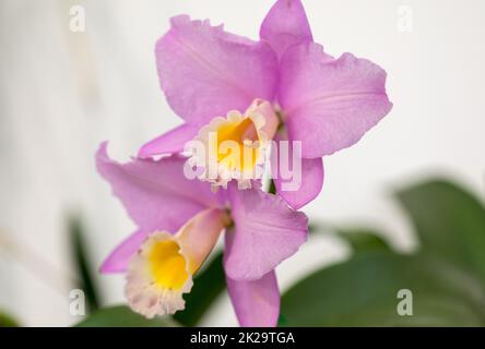 Close up de rose orchidée, fleur de beauté Banque D'Images