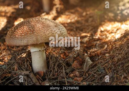 Le blush (Amanita rubescens) en mousse sèche, soleil qui brille un peu, dans l'ombre des forêts. Banque D'Images