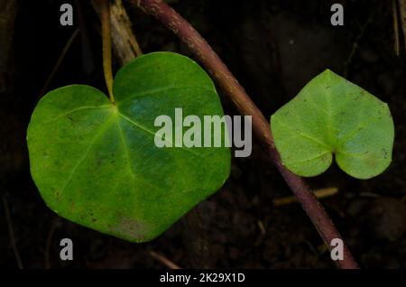 Feuilles et tige de lierre canarienne. Banque D'Images