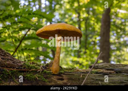 Champignons détruisant le bois d'automne qui poussent sur de vieux troncs et souches Banque D'Images