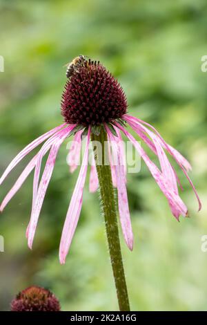 Les coneflores pourpres (Echinacea purpurea), également appelés pseudoconeflowers rouges, sont des espèces végétales du genre des coneflowers (Echinacea) de la famille des marguerites (Asteraceae). Elle est originaire de l'est et du centre des États-Unis, où elle s'appelle le pu oriental Banque D'Images