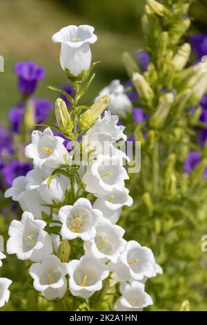 Canterbury Bells blanc et lilas Banque D'Images