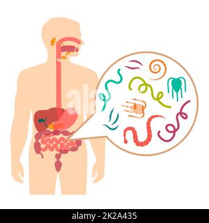 Vecteur Illustration d'un parasite intestinal humain, maladie de ver Banque D'Images