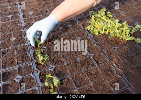 Planter du géranium dans un grand plateau en plastique Banque D'Images