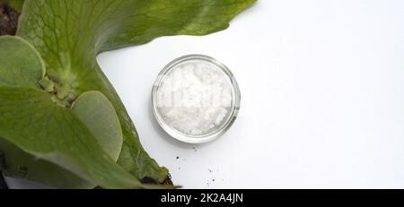 Cire d'esters cétyliques dans un contenant en verre placer près de Platycerium stemaria fougères sur une table blanche. Vue de dessus Banque D'Images