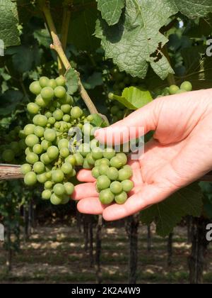 Raisins délicieux avec baies sur la vigne Banque D'Images