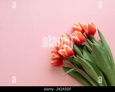 Bouquet de tulipe rouge sur fond rose Banque D'Images