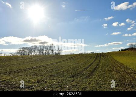 Blé d'hiver sur un acre avec beaucoup de pierres en Allemagne Banque D'Images