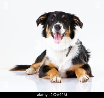 Voici le garçon. Studio photo d'une jolie bordure collie isolée sur blanc. Banque D'Images