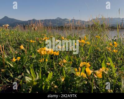 prairie pleine de fleurs sauvages en fleurs Banque D'Images