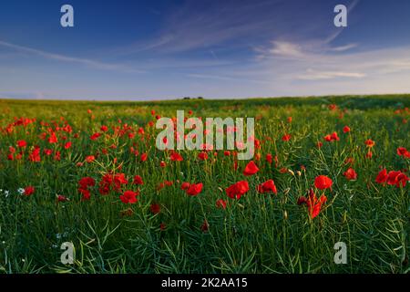 Coquelicots dans la campagne - Danemark. Des éclats de coquelicots rouges brillants dans la campagne - Jutland, DenmarkScenic tourné de la campagne Banque D'Images