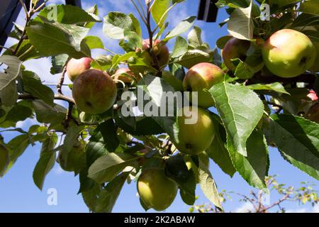 Malus domestica  - Red Falstaff -  apples in Inverness Botanic Gardens, Inverness, Scotland UK Stock Photo