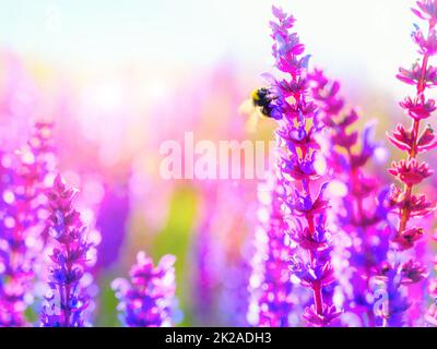 Pollinisation dans la nature. Un gros plan d'une abeille sur une fleur pourpre. Banque D'Images