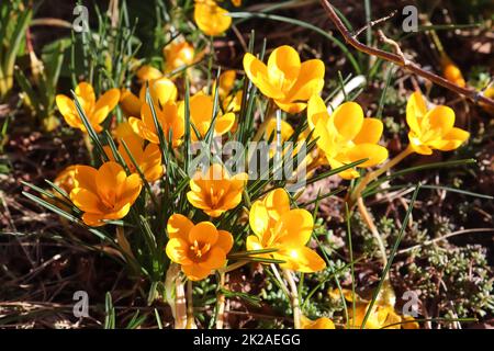 Admirez la magie des fleurs printanières crocus sativus. Crocus pourpre et jaune poussant à l'extérieur. Banque D'Images