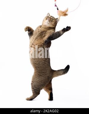 Adulte gris Scottish Straight joue avec un jouet de plumes sur un fond blanc. L'animal se tient sur ses pattes arrière Banque D'Images