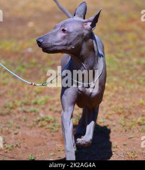 Chien de race Thai Ridgeback ou Mah Thai Banque D'Images