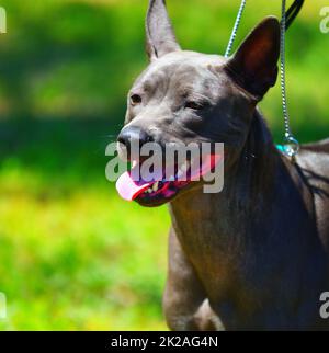 Chien de race Thai Ridgeback ou Mah Thai Banque D'Images